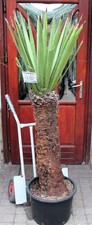 Yucca faxoniana aus Mexico, 170cm, 80cm Stamm, Kein wurzelt! Neuer import!