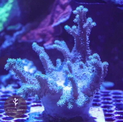 Green Leather Finger Soft Coral Reef (3cm Frag) not LPS SPS Hammer Torch Mush