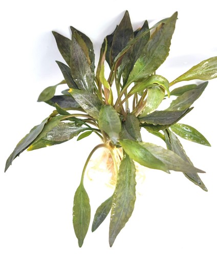 Cryptocoryne Petchii Pink ( Super Quality) - Picture 2 of 5