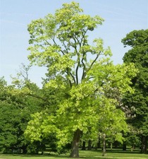 Gold Robinie 100-125cm - Robinia pseudoacacia