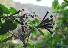 BLACK BEAUTY CESTRUM – JASMINE CESTRUM TOMENTOSUM 10+ Seeds W 243