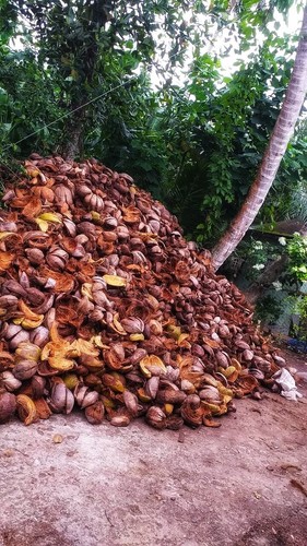Clean Natural Coconut husk Ships Free shipping - Picture 3 of 3