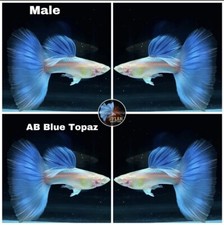 1 PAIR - Live Aquarium Guppy High Quality- Albino Blue Topaz BDS- USA SELLER