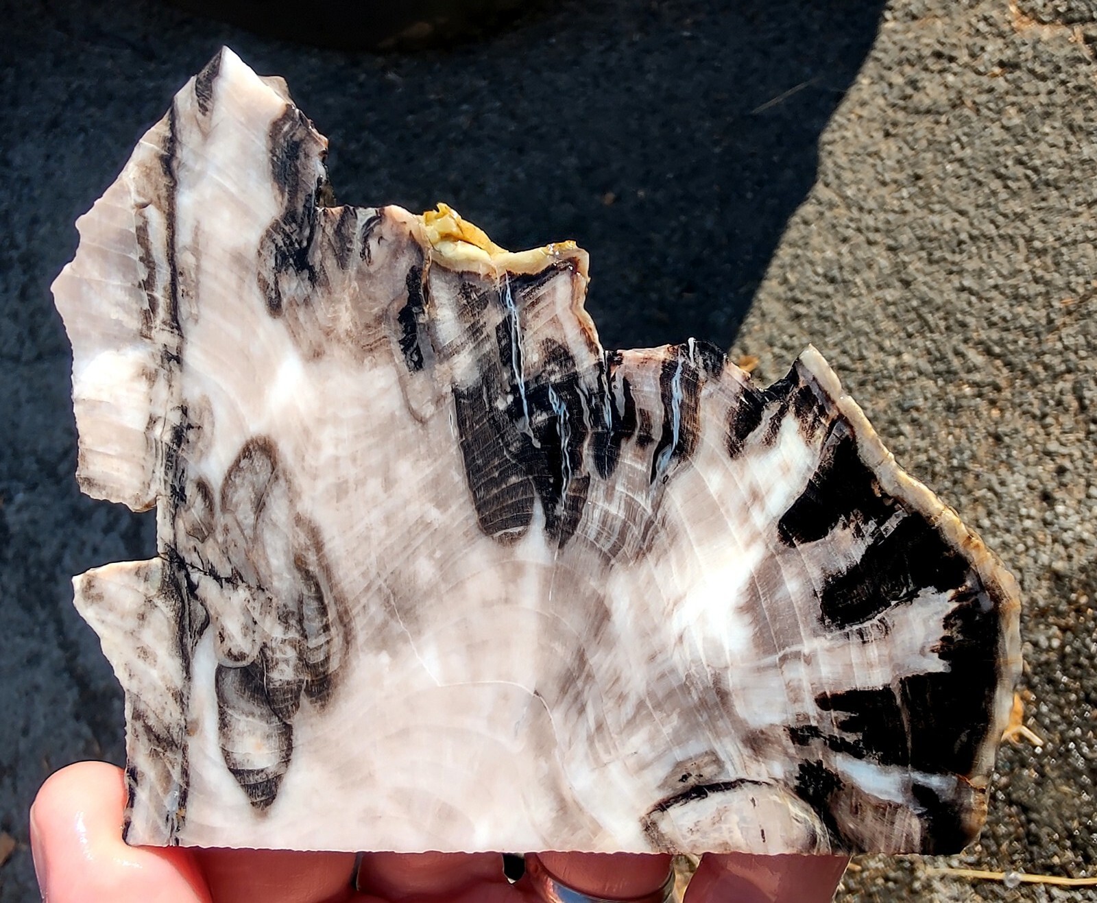 rawk11 Rare GABBS Petrified OPAL Wood slabCool PatternsVintage