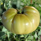 Great White Tomato Seeds 30 Seeds Beefsteak NON GMO Heirloom FREE SHIPPING