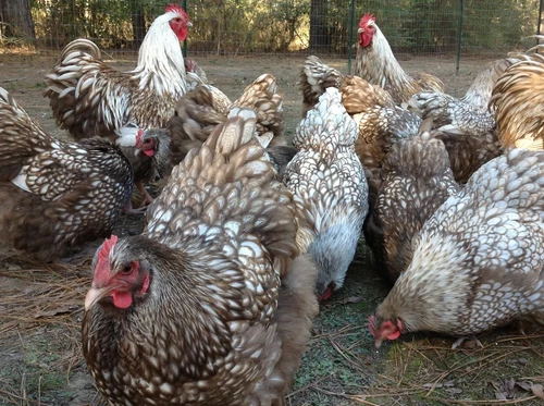 12+ Chocolate Silver Laced Orpington - Hatching Eggs