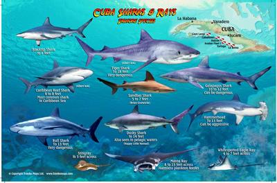 Cuba Sharks & Rays Franko Maps Laminated Fish Card