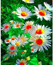 Diamond Art Painting Full Round 12"x16" (30cmx40cm) Vibrant Daisies Flowers