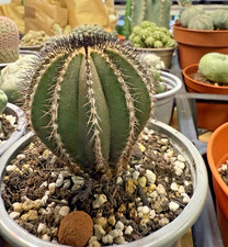 Rara pianta succulenta di cactus Uebelmannia pectinifera WYSIWYG