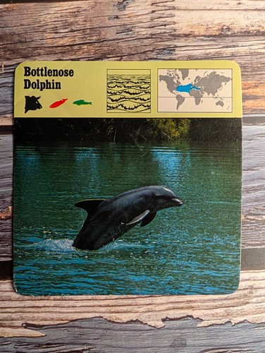 Set of 6 1977 Recontre Safari Cards + Environments Booklet - Dolphin, Tapir - Picture 7 of 14