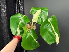 Monstera White Lava, Exact Plant, US Seller