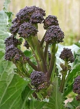 Broccoli English Violet    1,000 seeds