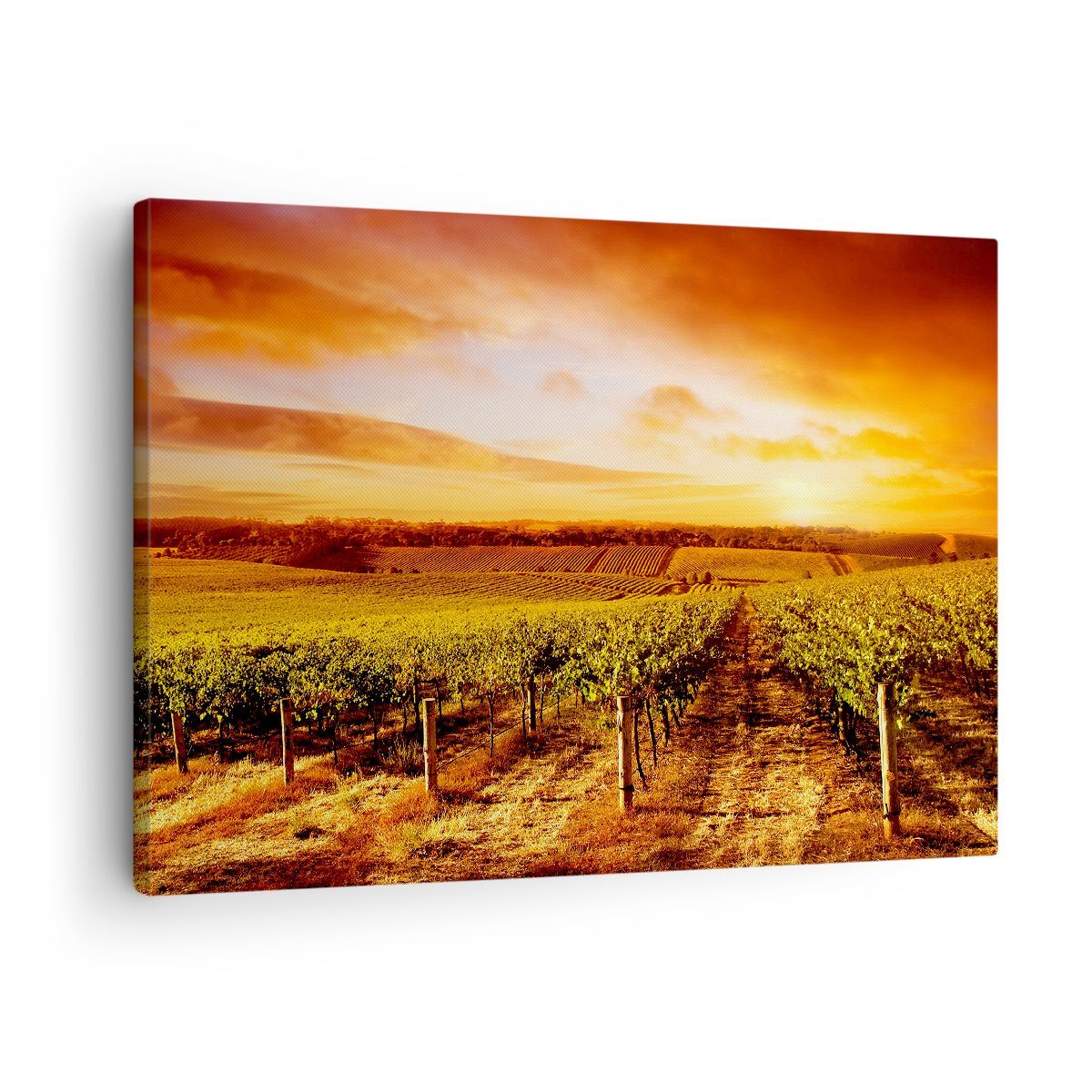 Quadro su Tela 70x50cm Vigneto Vista Campagna Stampe Immagini Quadri Murale