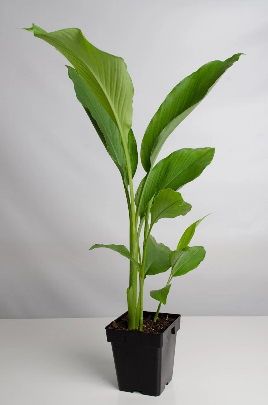 Turmeric Orange Plant UPS Shipping included with ALL LEAVES CUT OFF in 6" or 8"