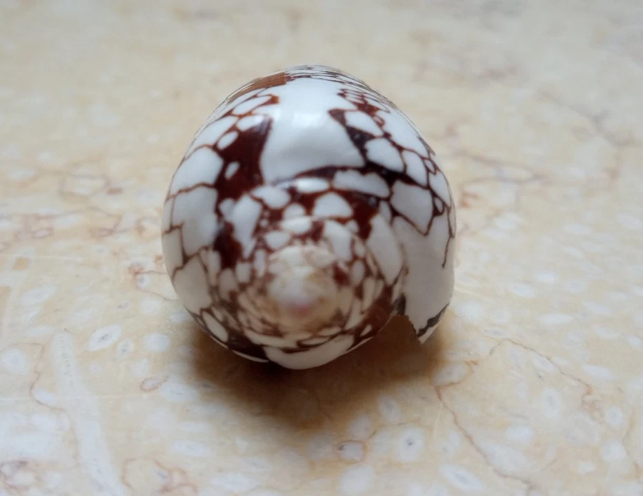 Conus episcopatus Shell nice Pattern Nature massive 56.2 mm red sea Specimen - Image 3 of 4