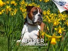 Boxer Dog Breed Calendar 2025 12x18 Made in Usa