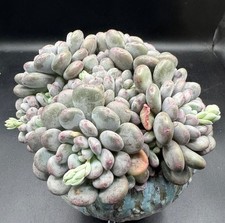Succulents live plant Home Decor Rare Succulent Big Pachyphytum Snow Heart #401