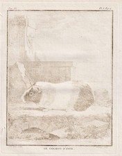 Incisione In Rame Di Buffon 1780 Bistre Cavia Porcellino D'India