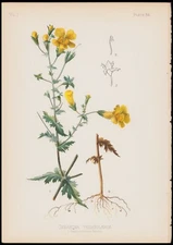 1879 Meehan Antique Botanical Print Gerardia Pedicularia - False Foxglove #34