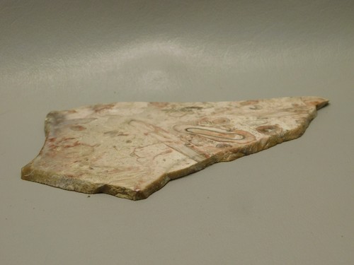 Petrified Palm Wood Polished Slab Rock 5.4 inch California #Ox137 - Picture 4 of 5