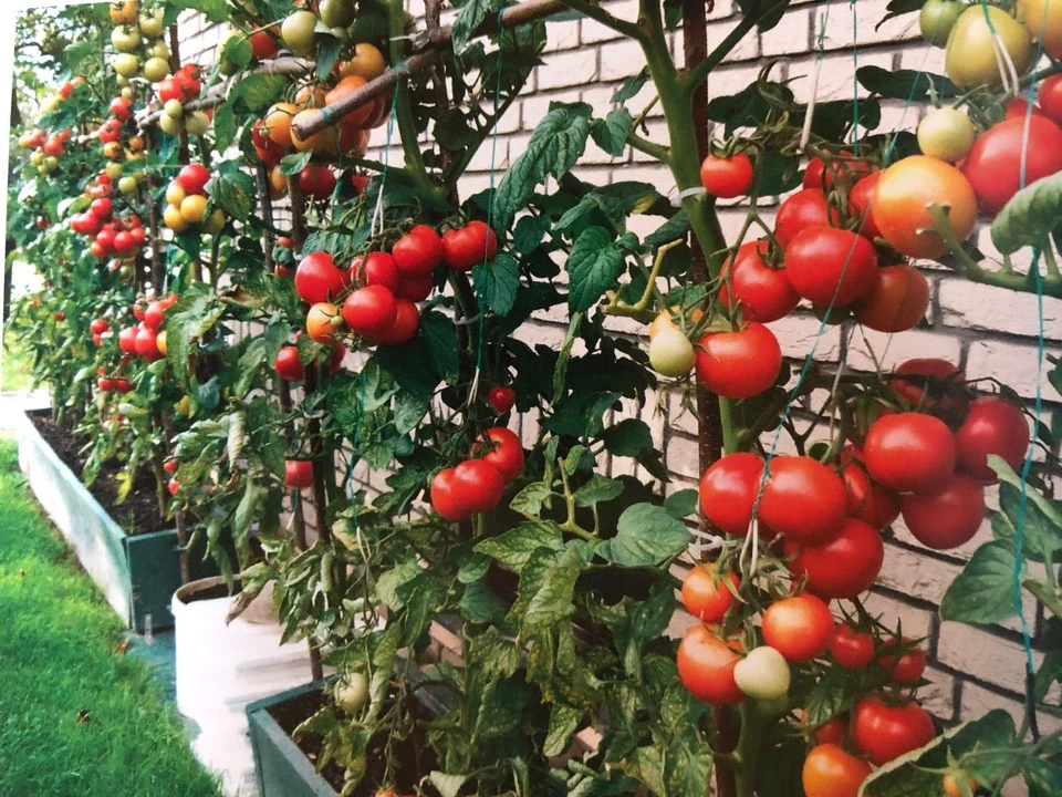 5L Bio Wurmhumus gesiebt (4 mm) | Organischer Dünger torffrei - Bild 4 von 4