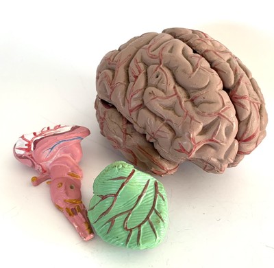 Human Brain Model 6 Piece Take Apart Anatomical Scientific Organ Teaching Tool