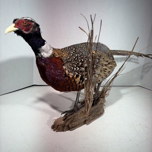 Ring Neck Pheasant Taxidermy Standing Full Body Mounted On Driftwood