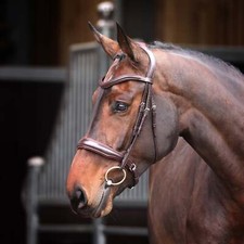 Shires Lusso Elite Padded Cavesson Bridle - Black or Brown | Equestrian