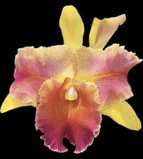 Blc Amazing Thailand #1 Cattleya Orchid plant BS 4.5”