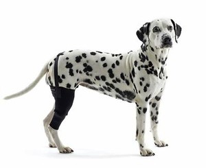dog knee brace