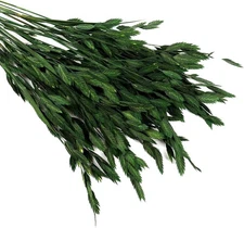 Dried Preserved Oat Grass Plant for Vase - 40 PCS Northen Dark Green 