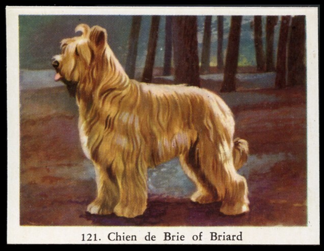 BRIARD CHIEN BERGER de BRIE Dog Full Speed Cigarette Card Dutch