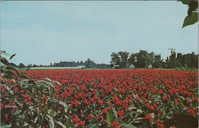 Cannas In Bloom Wallace North Carolina Flowers Chrome Vintage Post Card