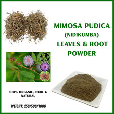 Dried Mimosa Pudica Nidikumba Organic Herbal Sensitive Plant Leaves Root Powder