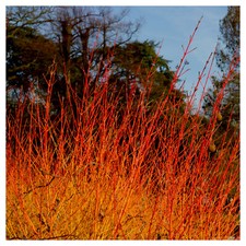 Cornus Sanguinea/ Winter Beauty Dogwood Plant  9cm Pot Stunning