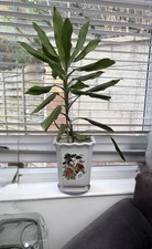 Dracaena Dragon Tree Indoor Potted Houseplant (pot not included)