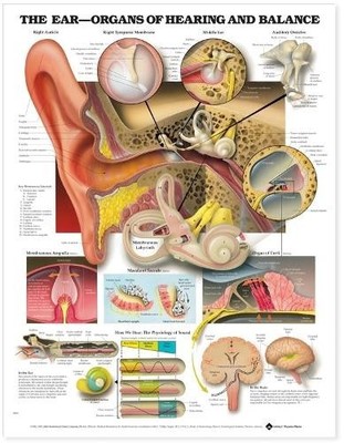 The Ear: Organs of Hearing and Balance Anatomical Chart - 9781587791208
