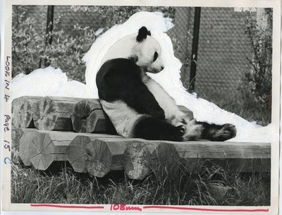 Riesenpanda An-An Chi-Chi London Zoo Paarungsversuch 1969 Vintage Pressefoto