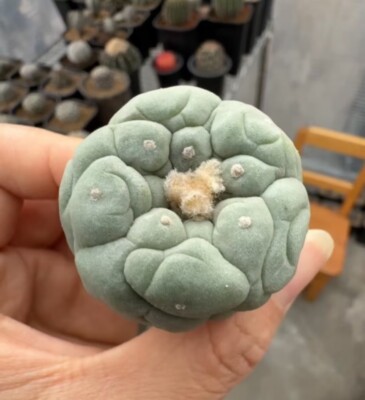 3.9cm Rare Cactus Own Root WYSIWYG Boutique Garden Sale Feature