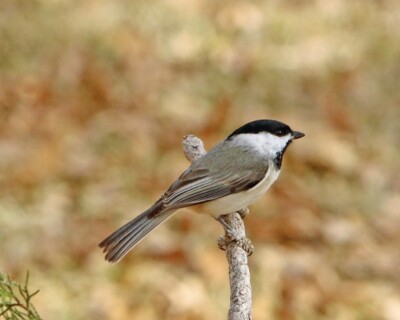 Beautiful BLACK-CAPPED CHICKADEE Glossy 8x10 Photo Wildlife Print Bird ...