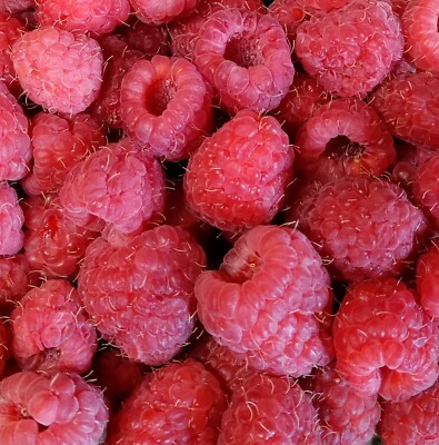 Freeze Dried Raspberries! 1 oz, DISCOUNTS! No preservatives or added sugar. YUM!