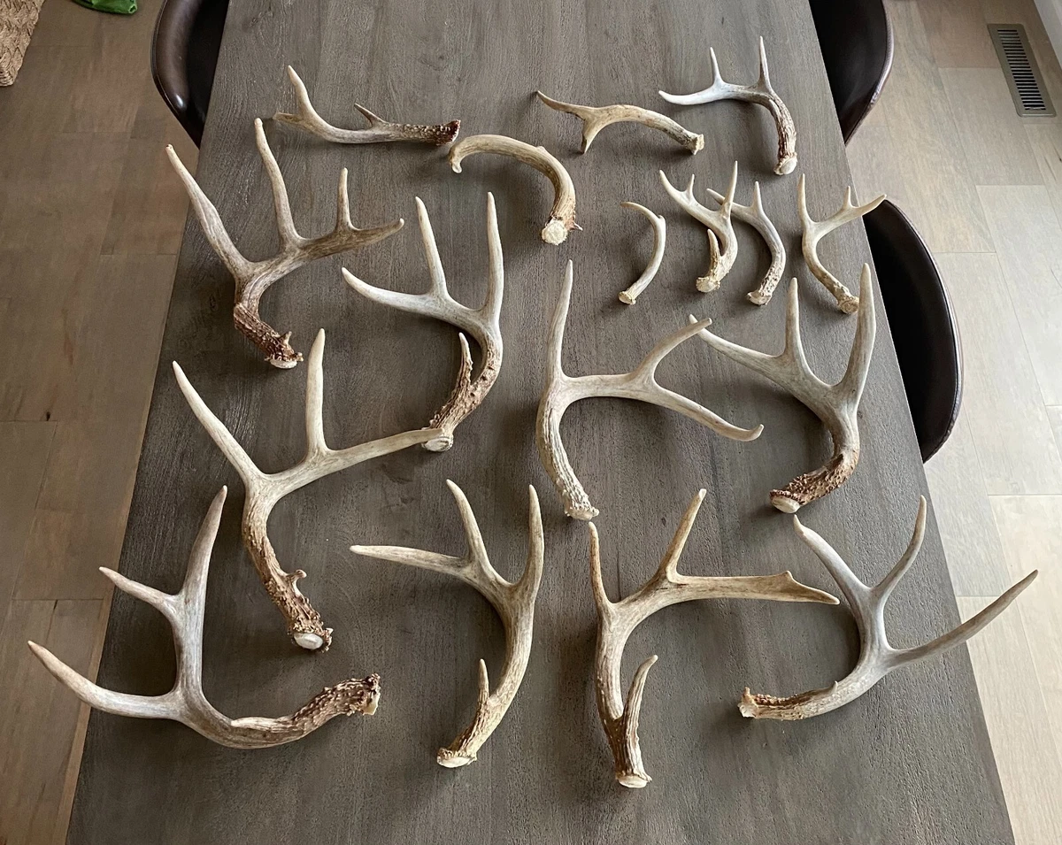 Assorted Deer Antlers 1 2 Lb Bag MADE TO ORDER Sheds Craft Horn Half Pound