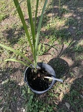 1 potted Green Yellow Sugar Cane Plants . Juicing Chewing Sugarcane.