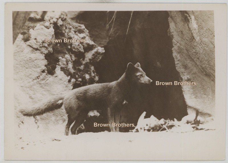 Vintage 1930s Alaska Native Wildlife Beautiful Blue Fox Photo Lot (4pcs)