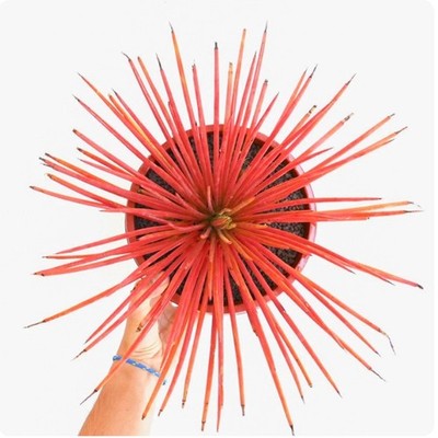 5-7cm Succulent plants Agave stricta 'Rubra' Garden beautiful Plants