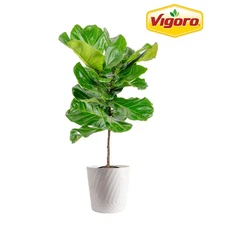 Ficus Lyrata Fiddle Leaf Fig Indoor Plant in 10 In. Decor White Container, Avg. 