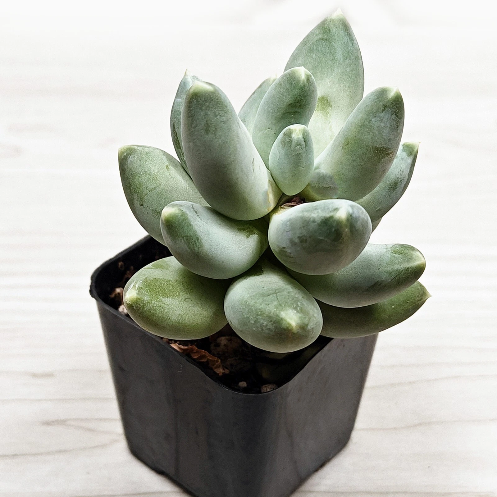 large orchid plant pot Elevated Mini Purple Orchid Planter with I Love You Pick – Just Add Ice® main image 0