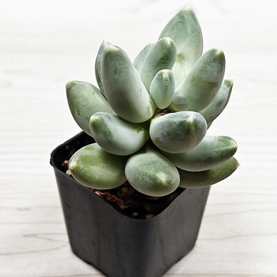 wholesale succulent pots Svek Ceramic Indoor Succulent Pot  Chive US Wholesale
