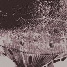 Mark Ijzerman - (PRESALE 5/15/26) Flounder Maps (VINYL) - ALT/INDIE *NEW*