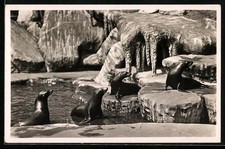 Postcard Hamburg-Stellingen, Carl Hagenbeck's Zoo, South Polar panorama: sea lions 